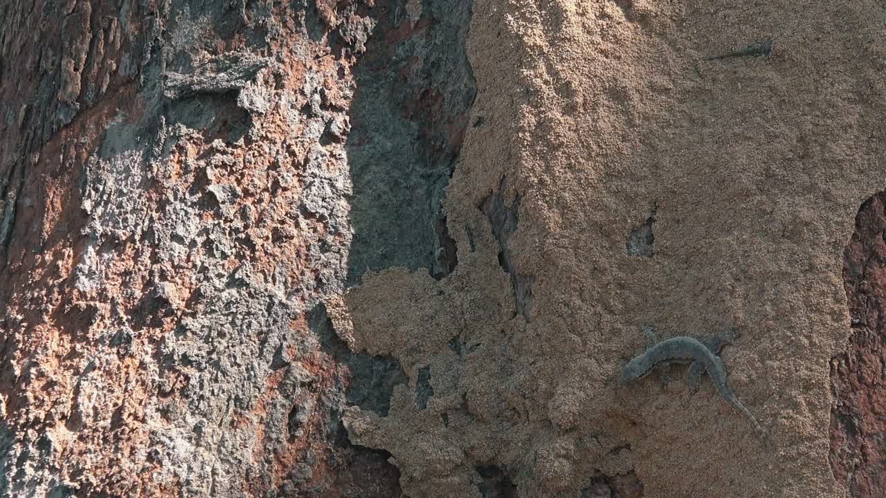 zoom lento de un gecko descansando sobre un árbol grande bajo el sol