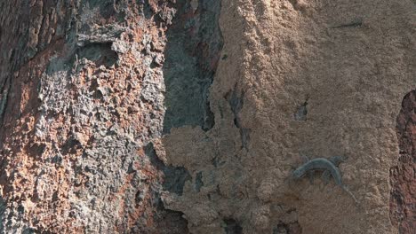 Zoomen-Sie-Langsam-Aus-Einem-Gecko-Heraus,-Der-In-Der-Sonne-Auf-Einem-Großen-Baum-Ruht