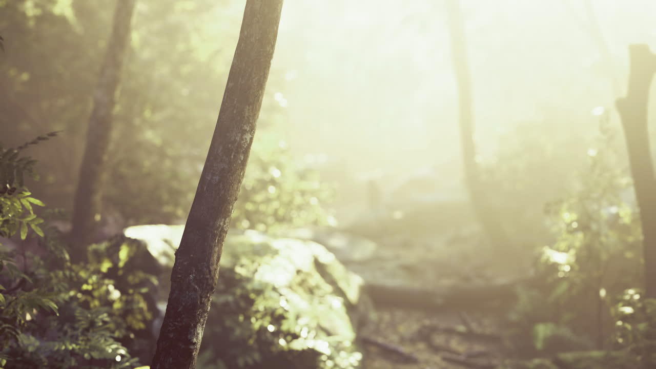 Sunlight streaming through trees in a serene forest during early morning