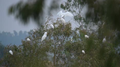 flock of egrets on tree