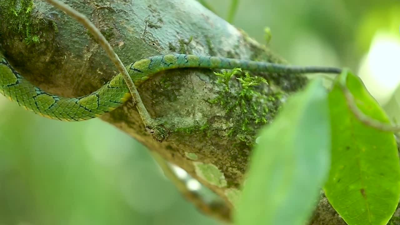 스리랑카 녹색 구덩이 독사 craspedocephalus trigonocephalus ceylon 구덩이 독사 녹색 뱀 풍토 애완 동물 뱀