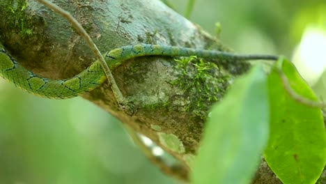 Sri-Lankan-green-pit-viper-Craspedocephalus-trigonocephalus-Ceylon-pit-viper-green-snake-endemic-pet-snake