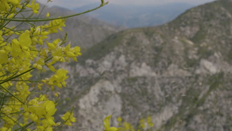 stationary shot of forsythia flowers with mountains in the background focus racking between yellow flowers and mountainside