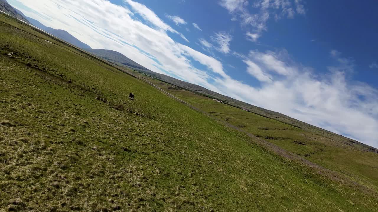Drone FPV scivola su prati islandesi vicino a Egilsstaðir, volando vicino a cavalli al pascolo, uno marrone, uno nero, catturando la fauna selvatica panoramica e lussureggianti pascoli
