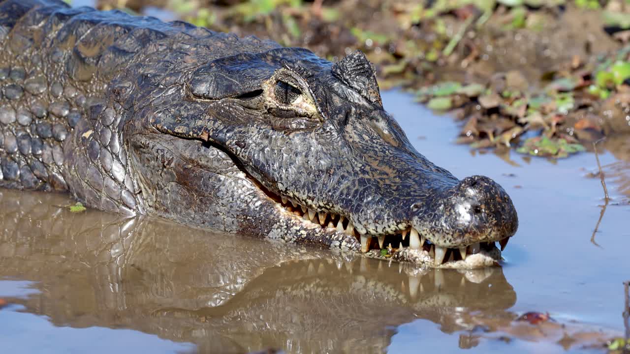 Alligator. Crocodile, Alligator. Wetlands, Pantanal Mato Grosso, Brazil
