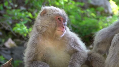 japanese snow monkeys family in the mountains of nagano, care for their fur in the may sun