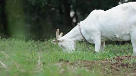 low shot with grass in foreground of white goat eating grass on farm