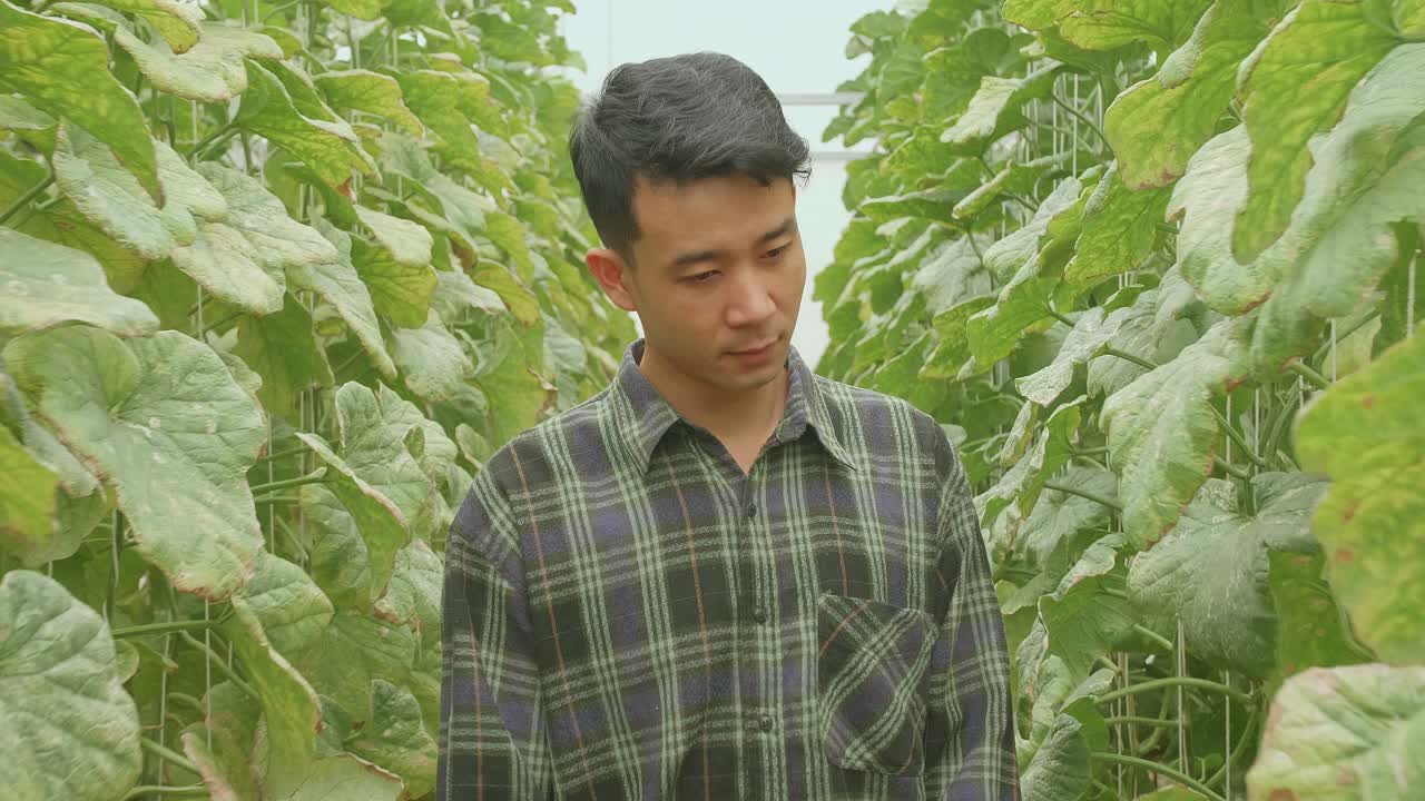 Asian Farmer Walking In Green House Of Melon Farm