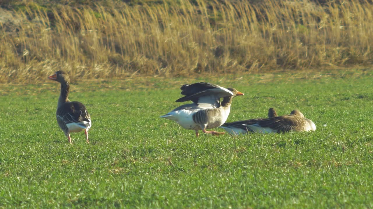 hermoso grupo de cría de gansos grises en el campo agrícola verde del norte de europa durante la temporada de migración, día soleado de primavera, disparo distante de primer plano en ángulo medio bajo