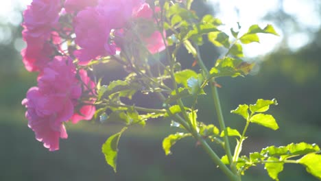 slow motion shot of a beautifully sunlit pink rose plant in full bloom