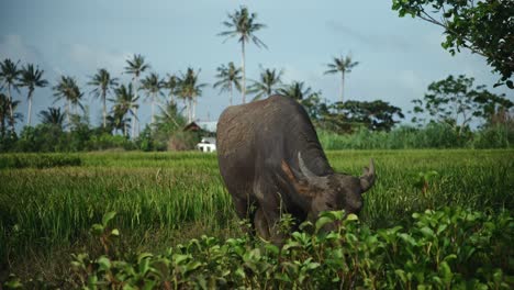 a water buffalo with a rice paddy field and palm trees in the background