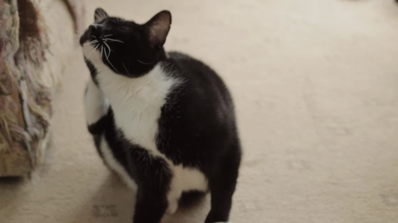 Gato preto e branco desfrutando de uma boa coçada