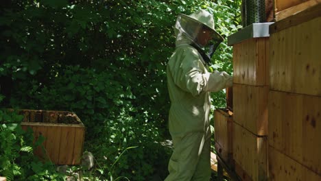 beekeeper harvesting honey at apiary bee yard