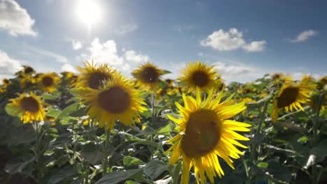 sunflower timelapse3