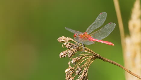 la libélula escarlata (crocothemis erythraea) es una especie de libélula de la familia libellulidae. sus nombres comunes incluyen escarlata ancha, darter escarlata común.