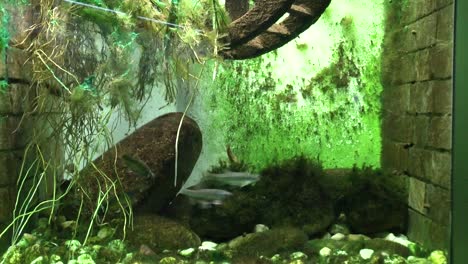 vista de los peces en el acuario del zoológico