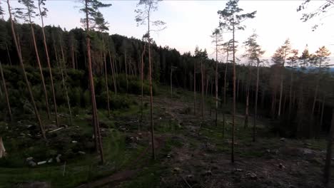 Un-Dron-Disparó-A-Través-De-Un-Bosque-Después-De-Una-Infestación-De-Escarabajos-Rotos