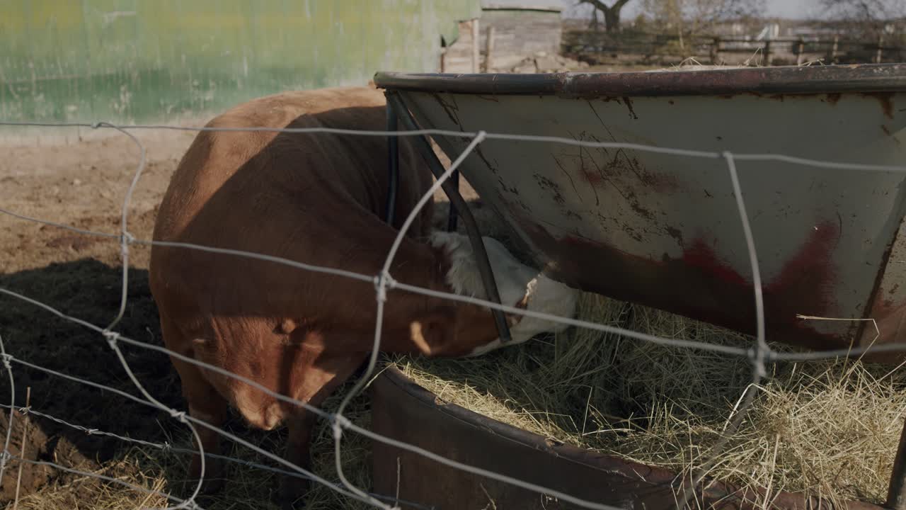 A close-up shot of a grass fed bull cow eating hay. 4K high definition shot at 24 frames per second. Shot on the Black Magic Pocket Cinema Camera 6k Pro