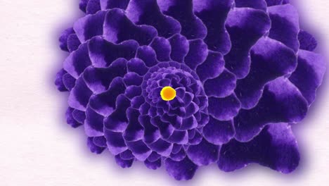 abstract purple spiral flower painting