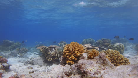 Cinematic-slow-motion-shot-of-swimming-in-between-coral-reefs-on-a-sandy-ocean-floor-in-very-clear-waters-on-a-sunny-day,-4K,-Slomo