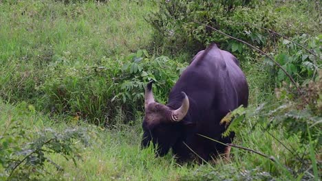 el gaur o el bisonte indio es un animal masivo como el bovino existente más grande encontrado en el sur y sureste de asia que está clasificado como vulnerable debido a la pérdida de hábitat y la caza
