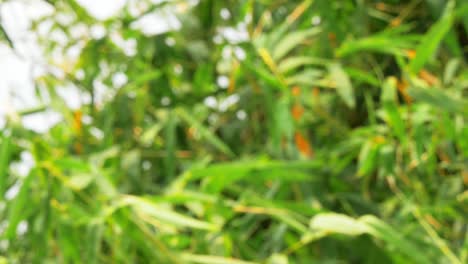 blurry defocused of tropical green waving bamboo tree branch blowing in wind natural relax background concept with sunlight, abstract and bokeh