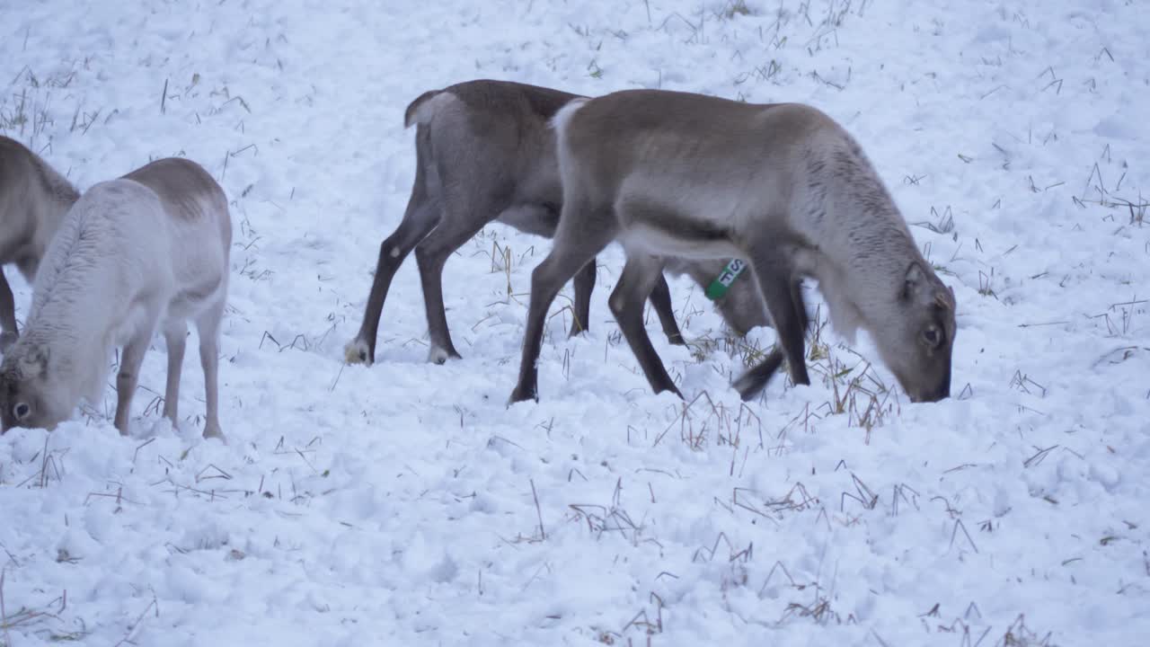 Samiske rensdyr græsser og roder rundt i den tykke sne i Lapland, Sverige – Statisk mediumbillede