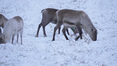 sami reindeer grazing and poking around in the thick snow in lapland, sweden - static medium shot