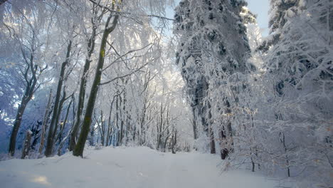 walking in a forest path in freezing winter with trees and branches covered in snow and frost