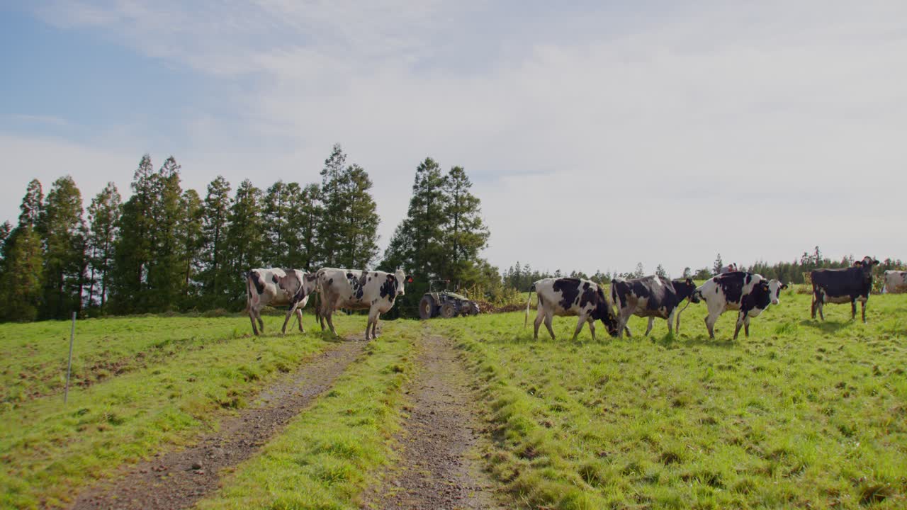 algunas vacas pasando por la cámara con un tractor y árboles en el fondo