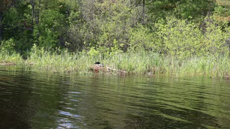 loon común sentado en su nido cerca de la orilla del lago bermellón en el norte de minnesota