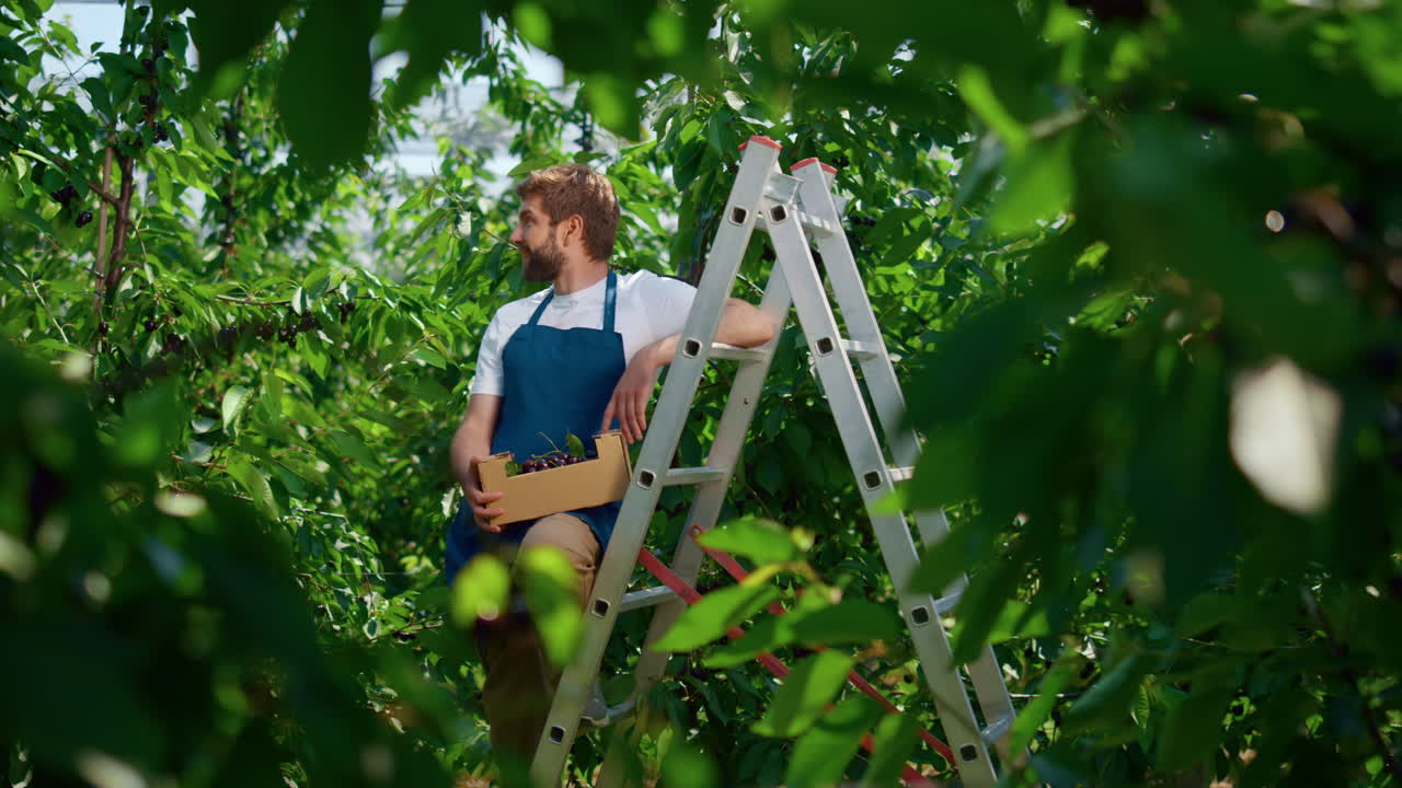 dueño de una empresa agrícola cosechando ramas frescas de cerezas rojas en una plantación impresionante