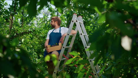 agribusiness owner harvesting fresh red cherry branches in impressive plantation