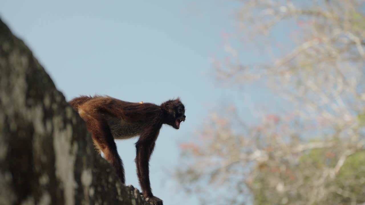 A spider monkey stands alert and vocal atop a stone ruin in Tikal, calling out into the tropical jungle under clear blue skies.