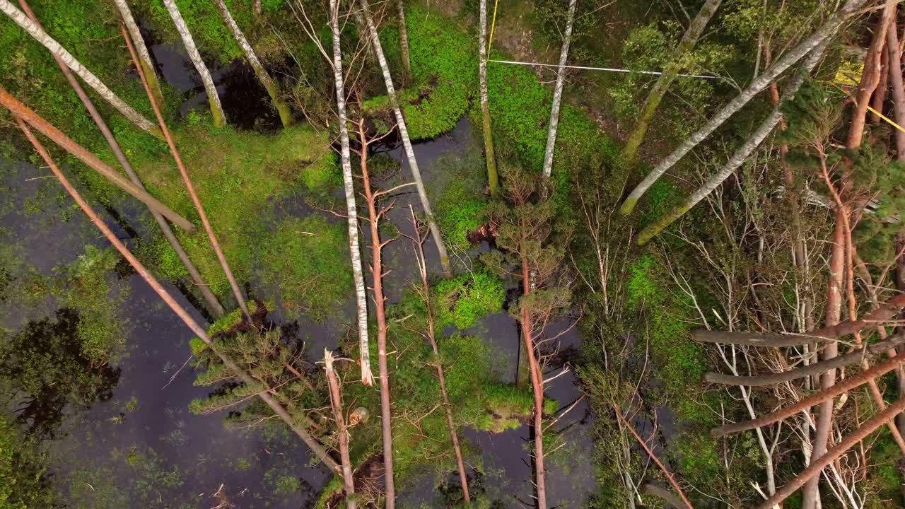 극심한 기상 영향으로 인해 습지 지역에 쓰러진 나무의 공중 사진