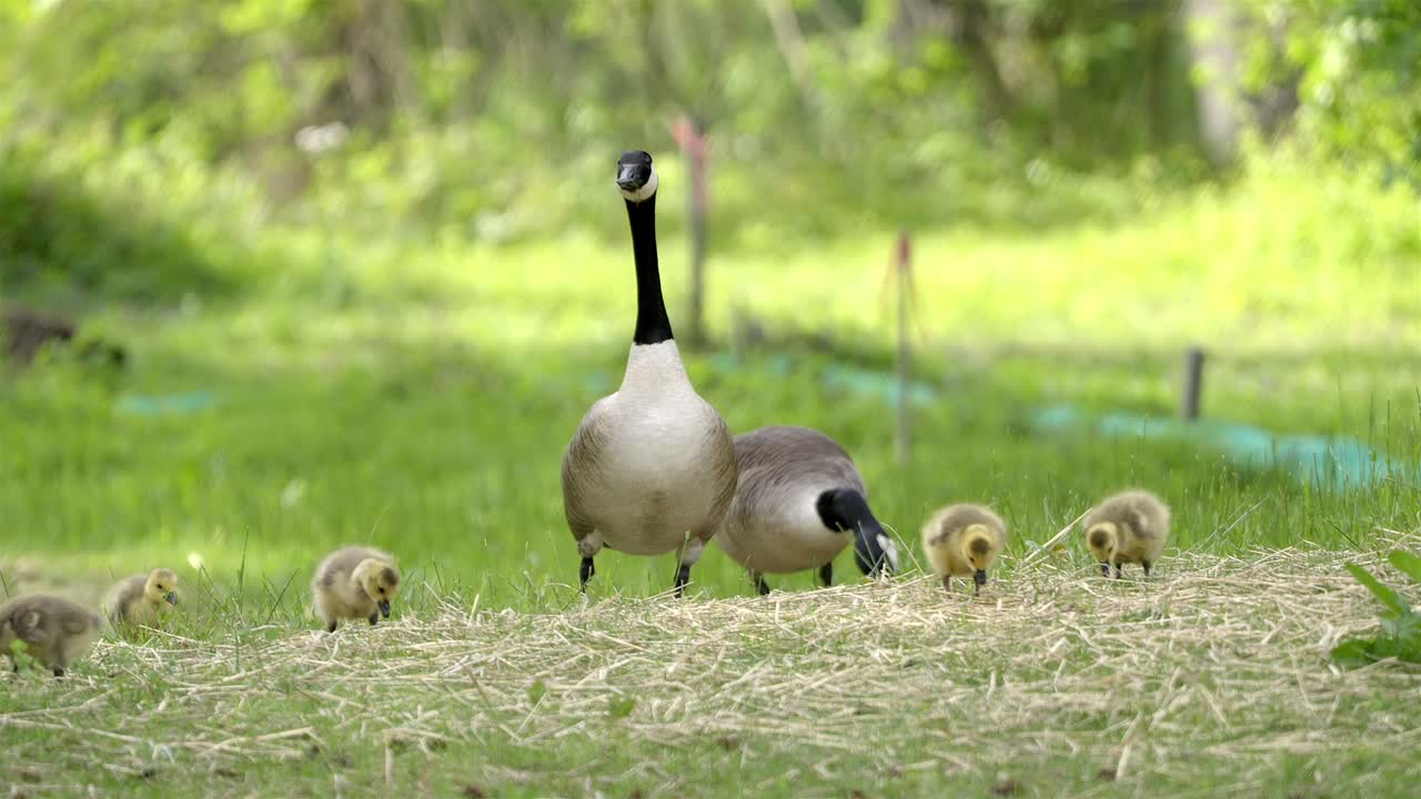 Famiglia di oche e ochette che cercano cibo su un campo erboso in estate