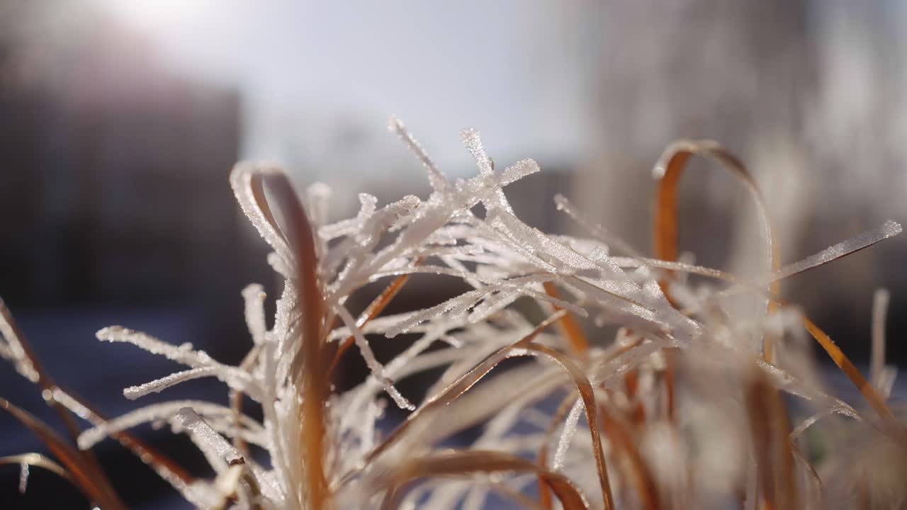Close up of Frozen Grass