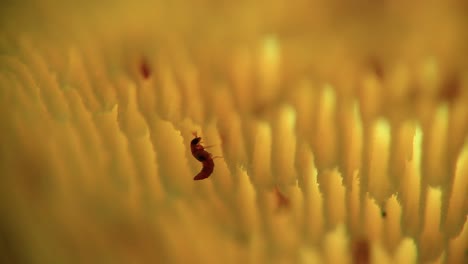 termite feasting on yellow flowering plant gradually macro