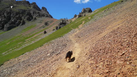 sendero de cuenca de hielo del lago caminata en la cima de las montañas rocosas del sur de colorado mini cachorro australiano verano san juan cima de los picos hacia silverton telluride ouray red mountain molas paso seguir movimiento