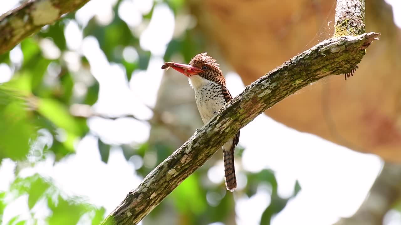 un martín pescador de árboles y una de las aves más hermosas que se encuentran en tailandia dentro de las selvas tropicales