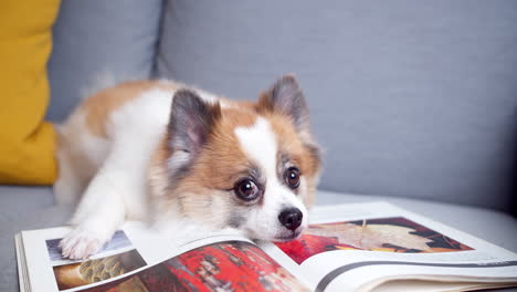 chihuahua plus pomeranian dog with books lying on a sofa at home