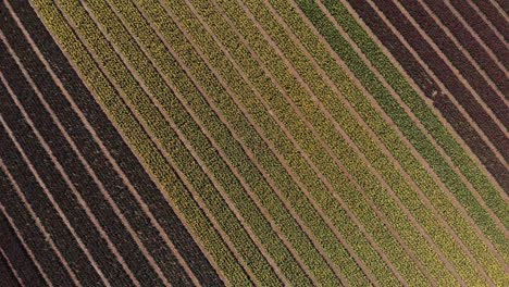 un dron de arriba hacia abajo de un campo de tulipanes amarillos y morados en los países bajos