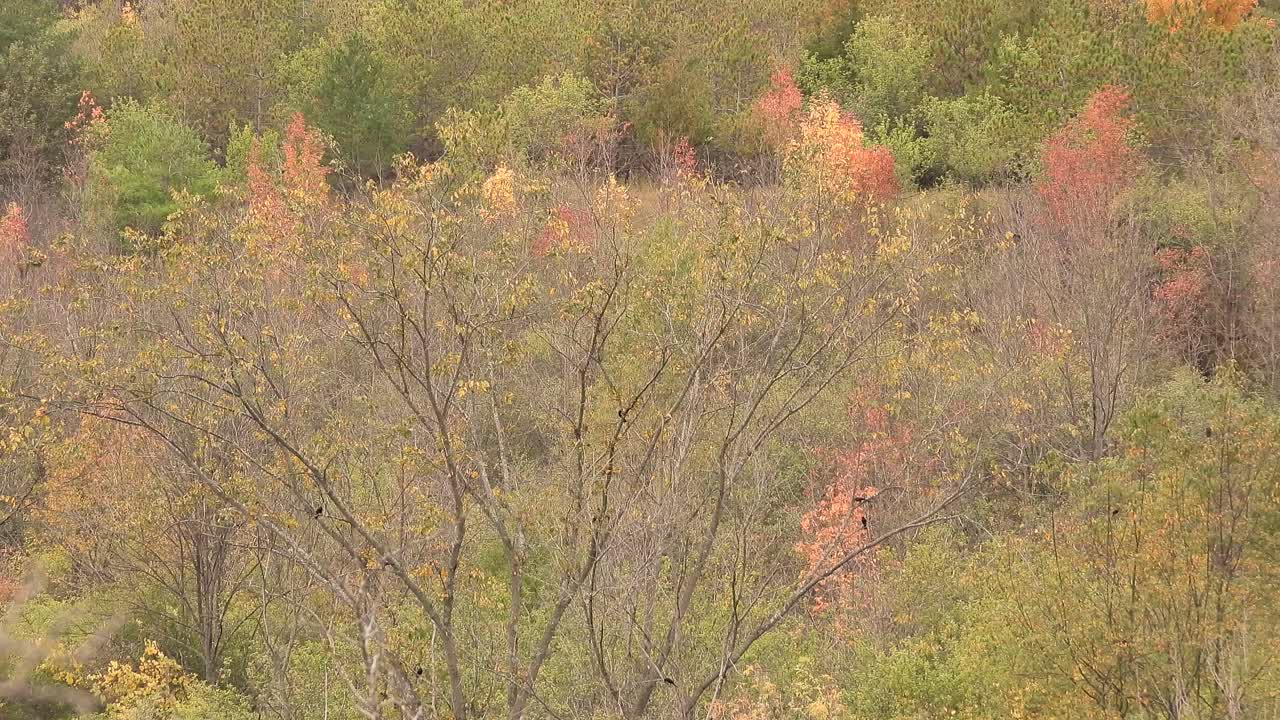 bandada de pájaros negros moviéndose en coloridas ramas de árboles otoñales, con follaje amarillo rojo y naranja
