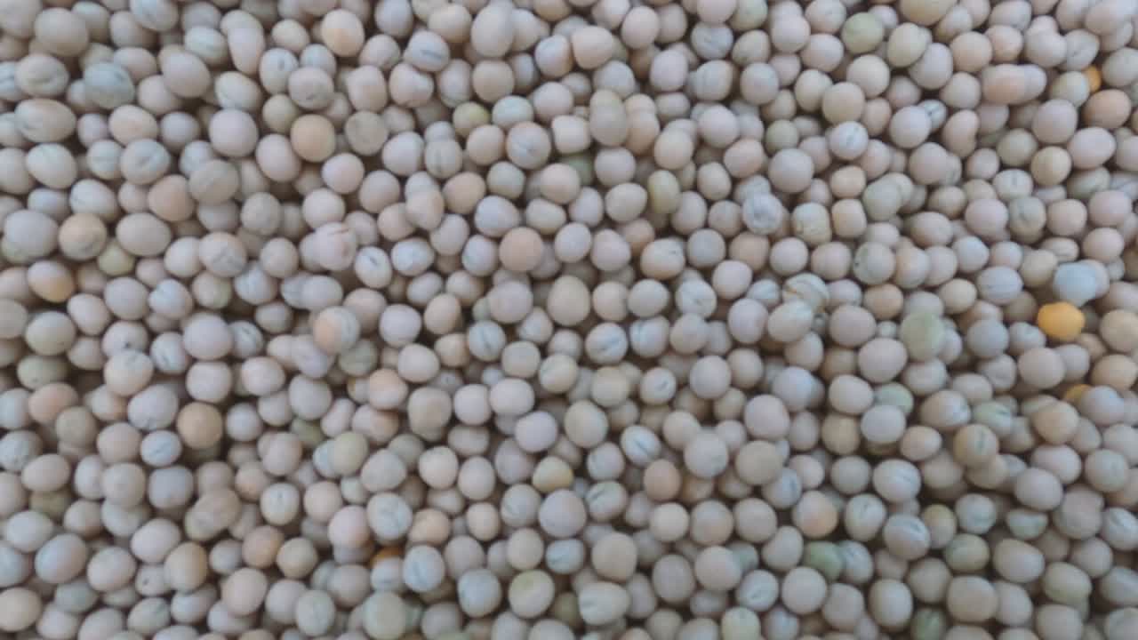 질이 벗겨진 양배추 어리. 질을 가진 양배추콩 어리의 부드러운 움직임.