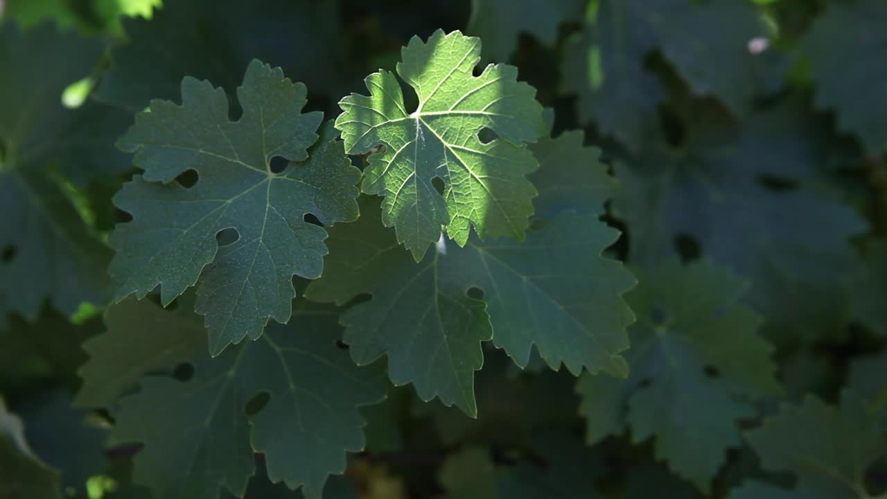 tiro medio de hojas verdes saludables racimos de uva cabernet sauvignon jóvenes