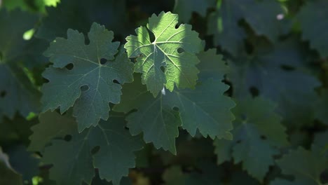 tiro medio de hojas verdes saludables racimos de uva cabernet sauvignon jóvenes