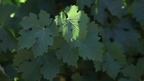 medium shot of healthy green leaves young cabernet sauvignon grape clusters