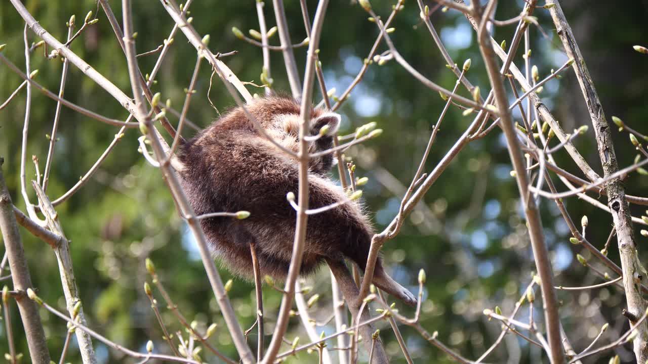 lindo perro mapache durmiendo en la rama de un árbol, disfrutando de la hermosa luz del sol en la naturaleza