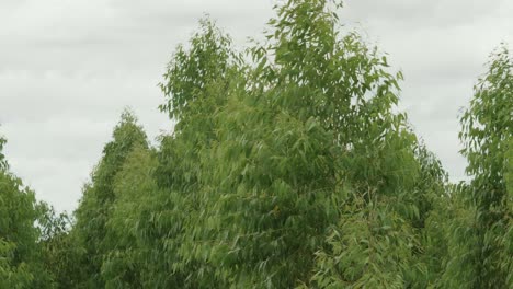 la plantación de eucalipto ha crecido para la industria en el viento natural