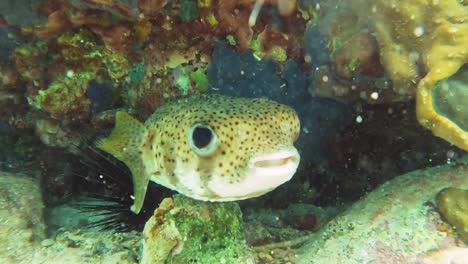 spot fin porcupine fish hiding in a cave in the ocean